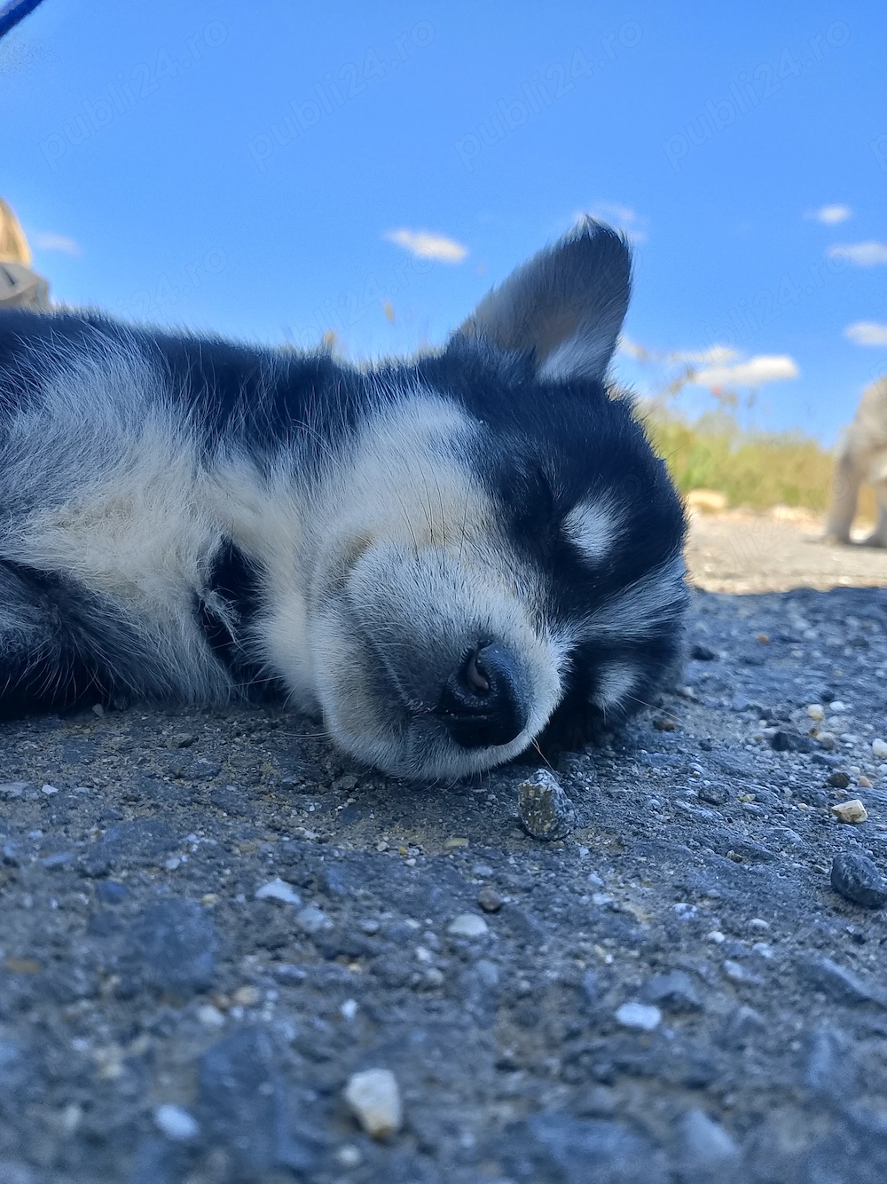 Husky Babys for sale