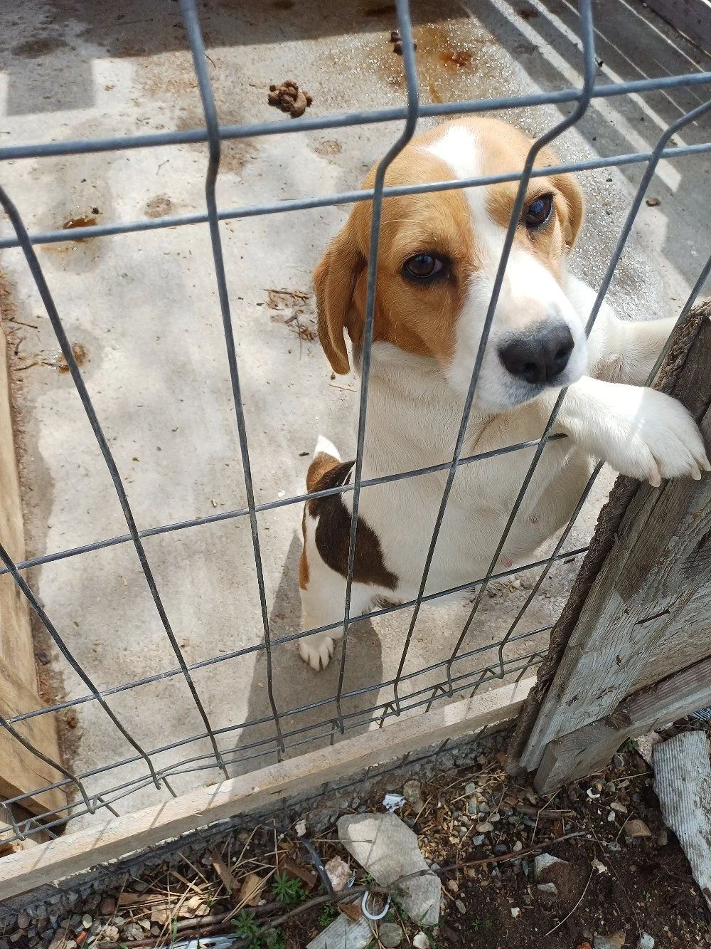 Donez doi labradori
