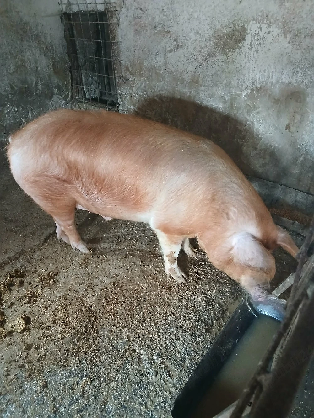 Porc de vanzare