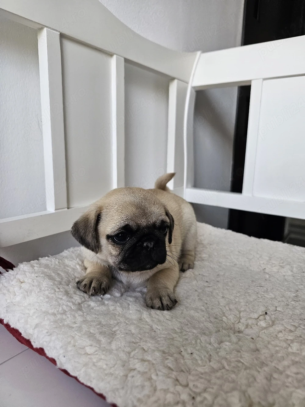 Pui mascul mops vârsta 7 săptămâni 
