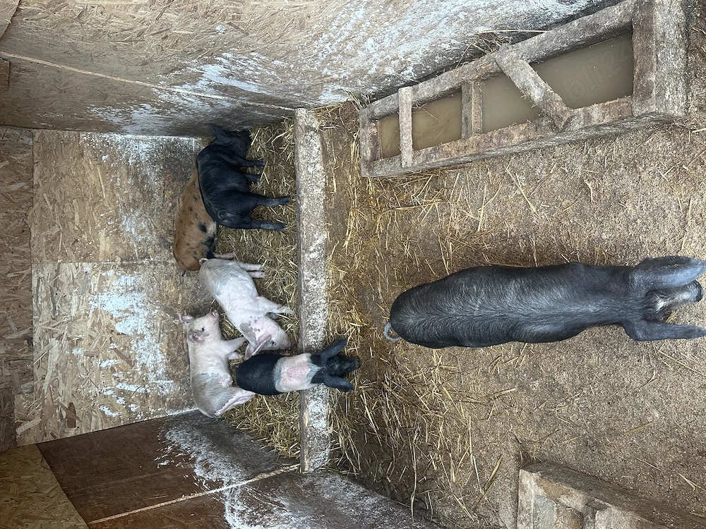 Disponibil spre vânzare purcei 