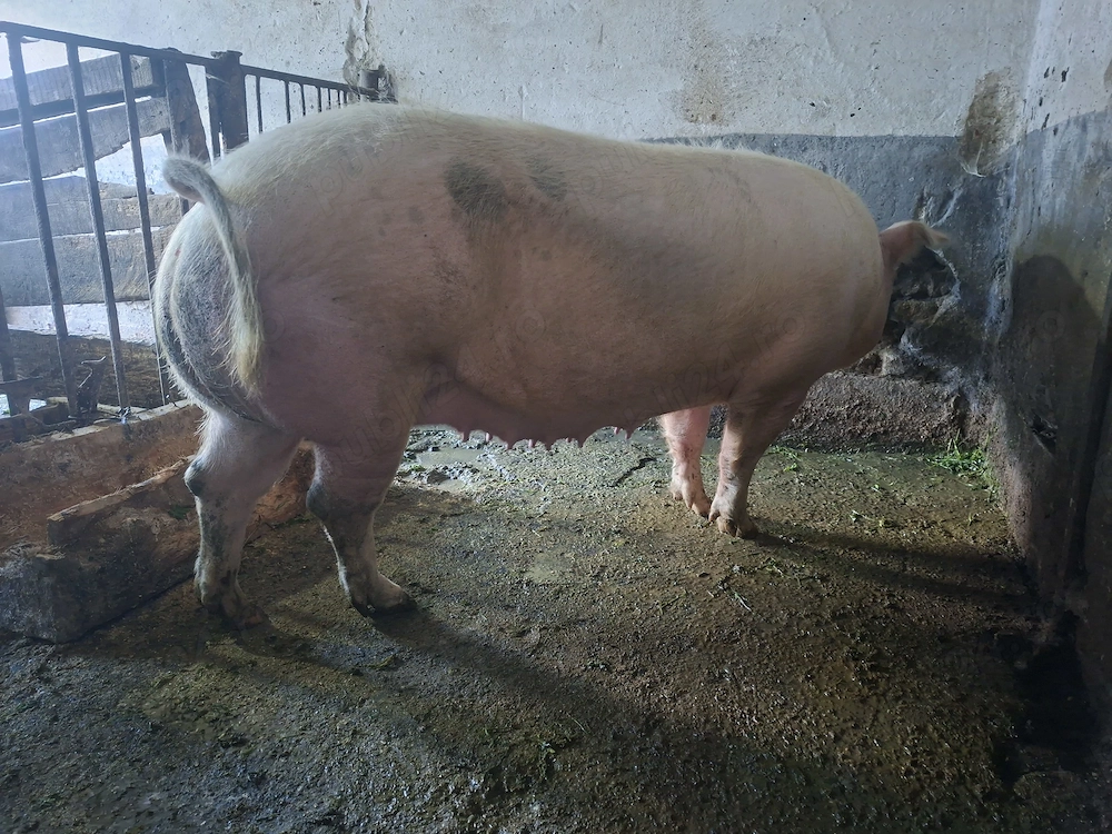 Vand scroafa 230kg 