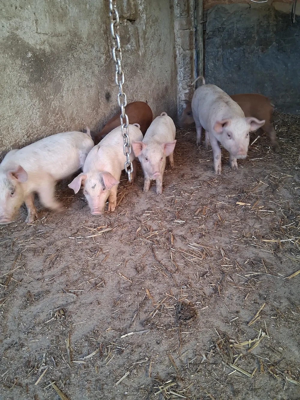 Purcei de vanzare 
