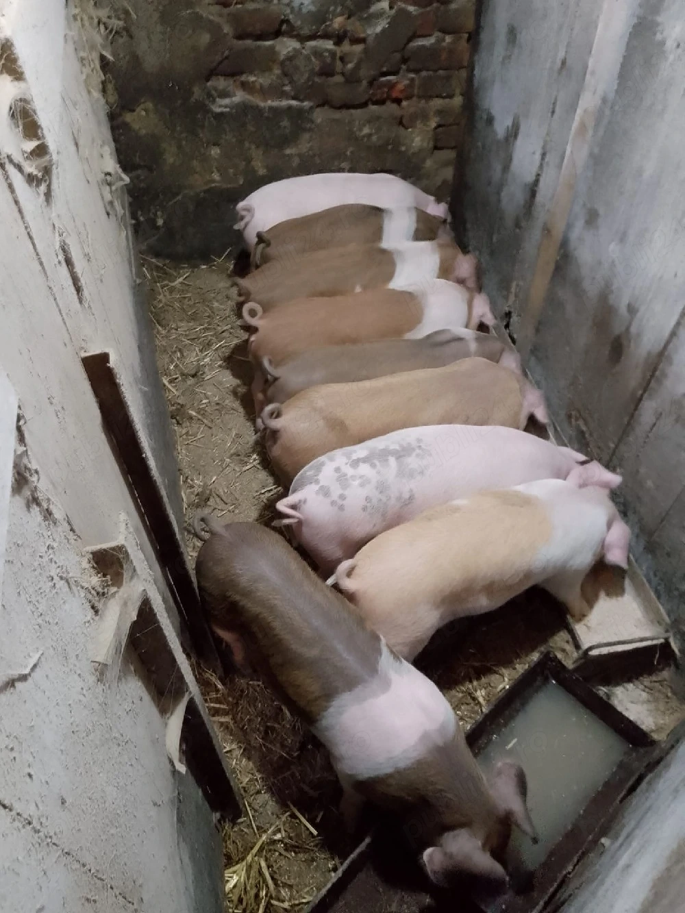 Vând 9 purcei cu 450 lei bucata negociabil.