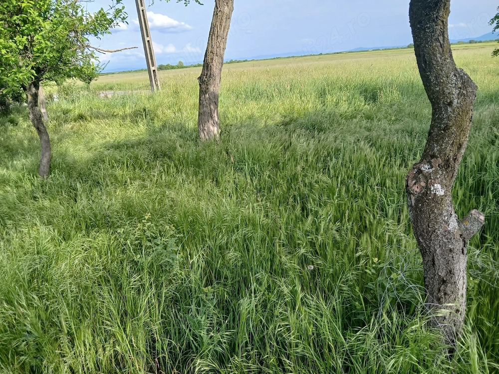 Vând teren intravilan 1438 mp în Denta, jud. Timiș   Toate utilitățile