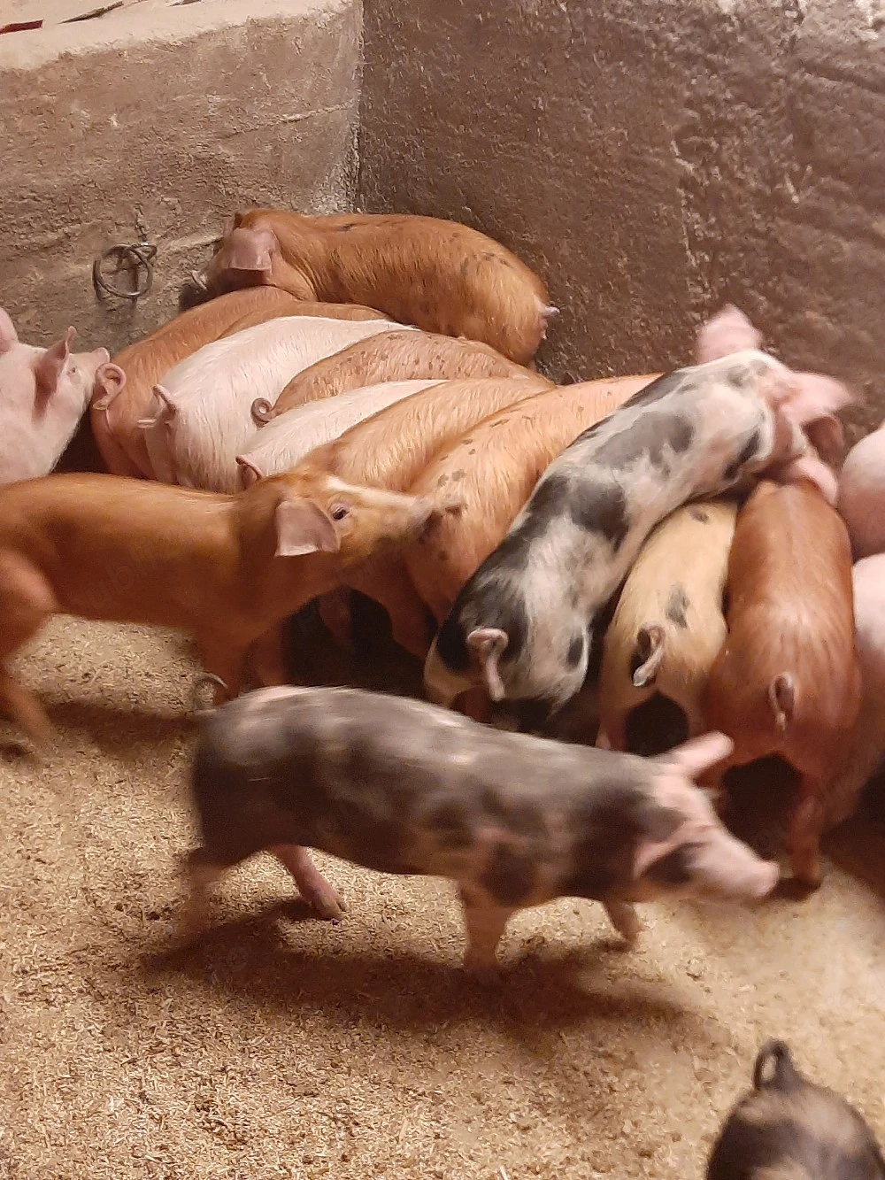 vând purcei și soldani  porci mari 