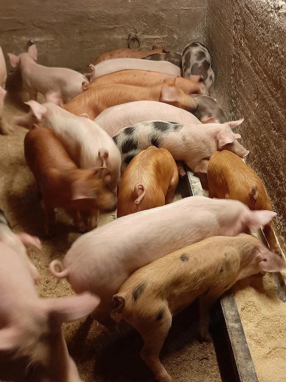 vând purcei și soldani, porci mari 