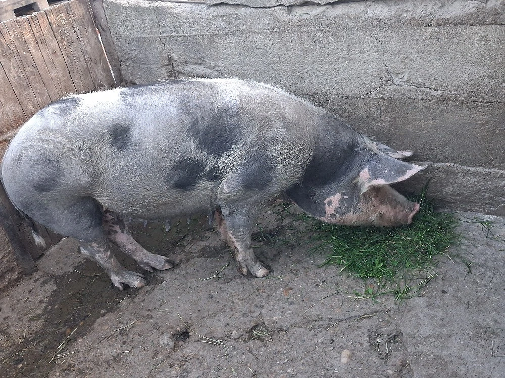 vand porc de sacrificat 