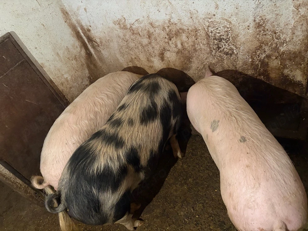 Porci 12 lei kg