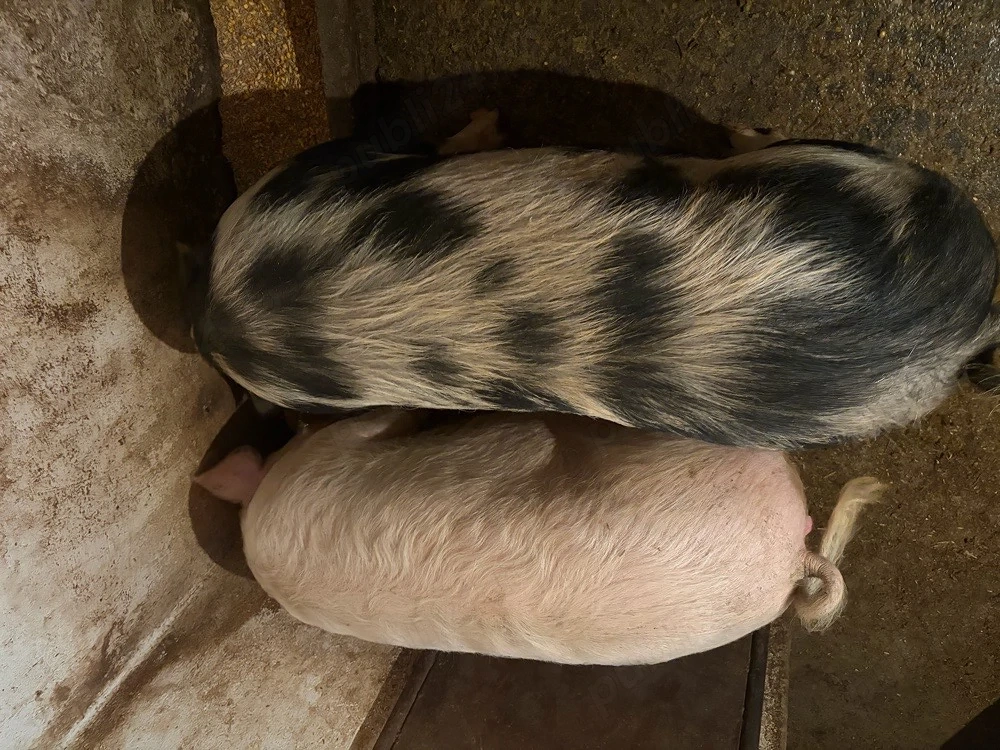 Porci 12 lei kg