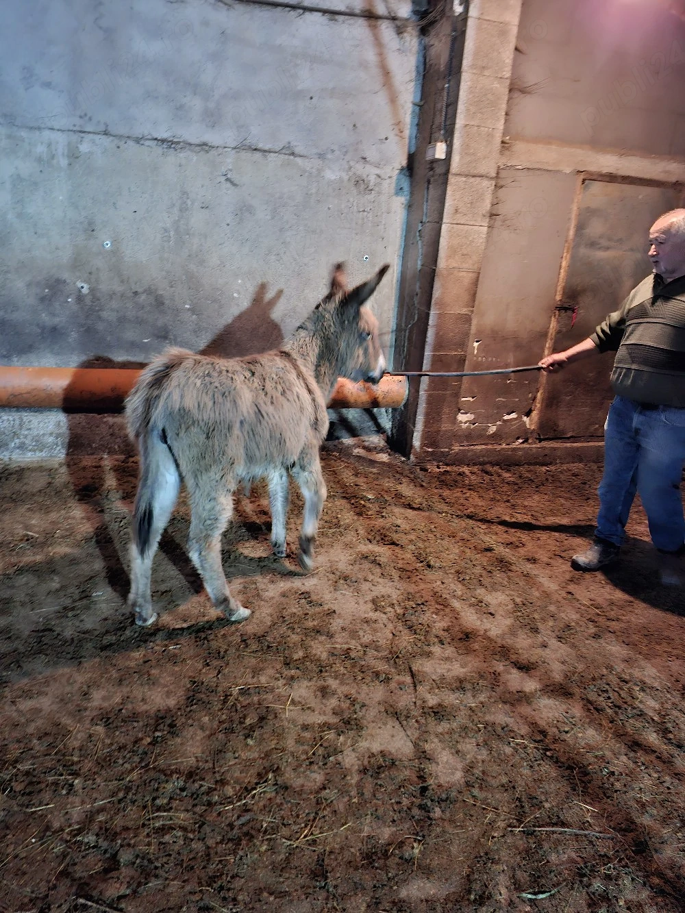 Angajăm persoană pentru muncă la fermă 