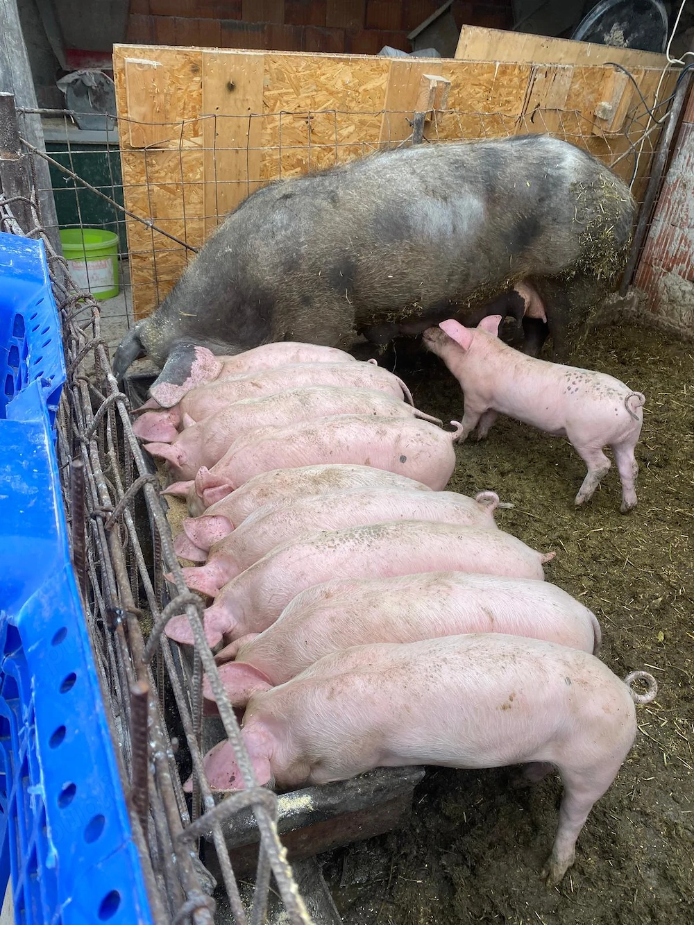 Vand purcei  8 săptămâni 