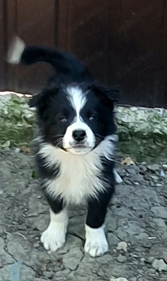            Border         Collie     