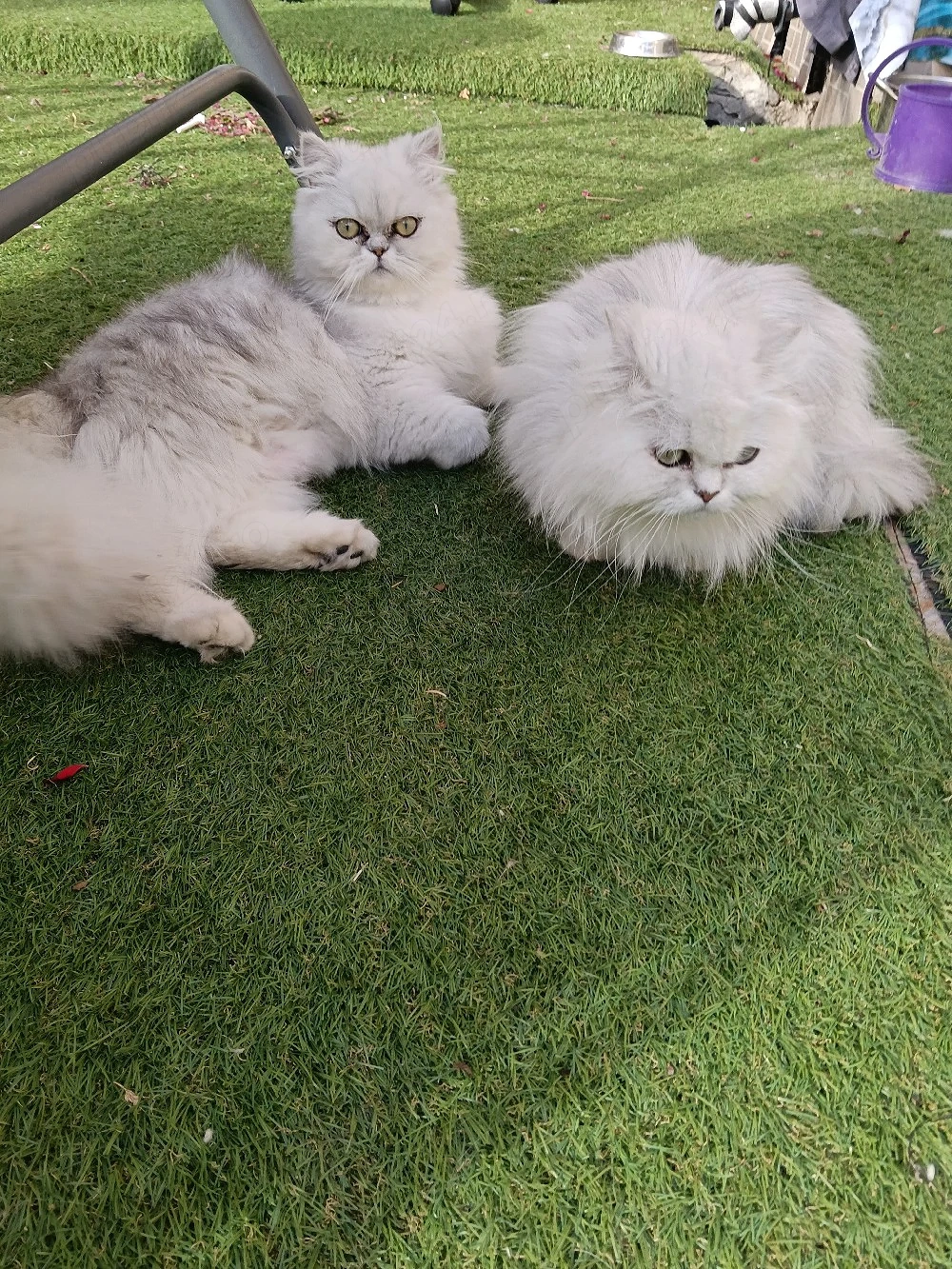 Vand pisica persana chinchilla white silver sheded 