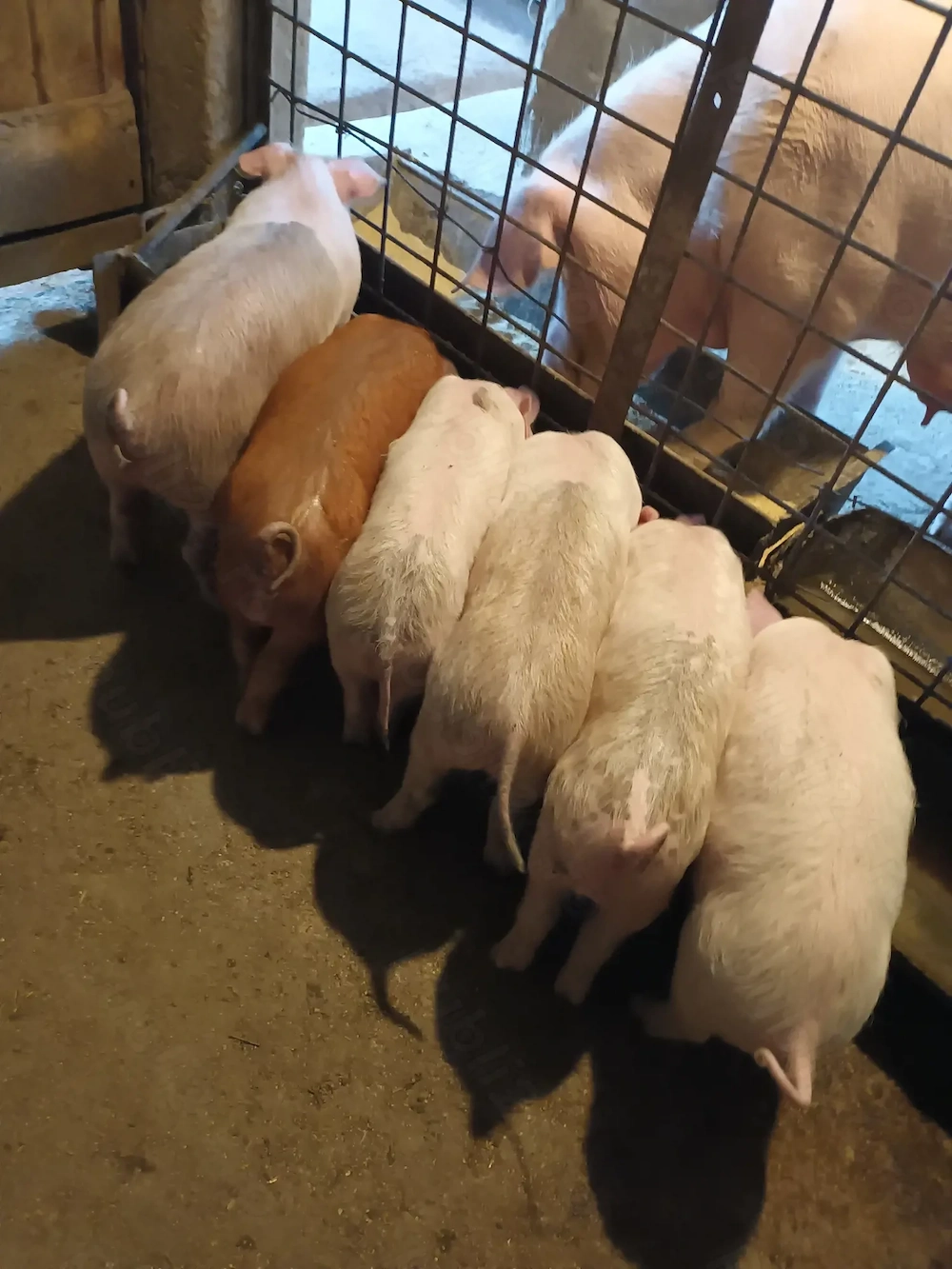 Purcei, 10 săptămâni, preț de la 500 ron+, negociabil 