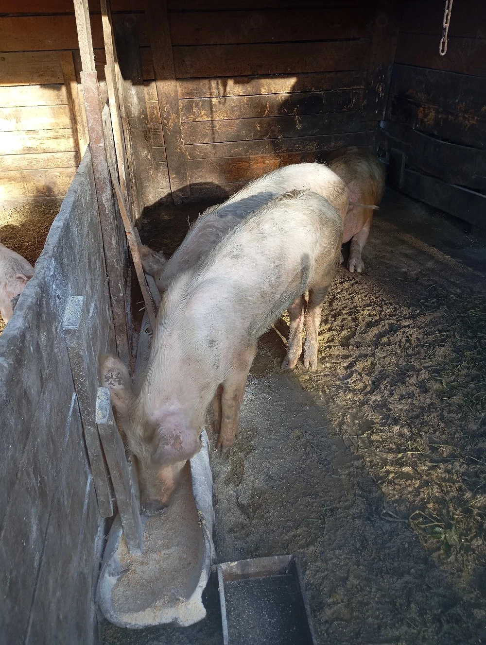 porci de vânzare 