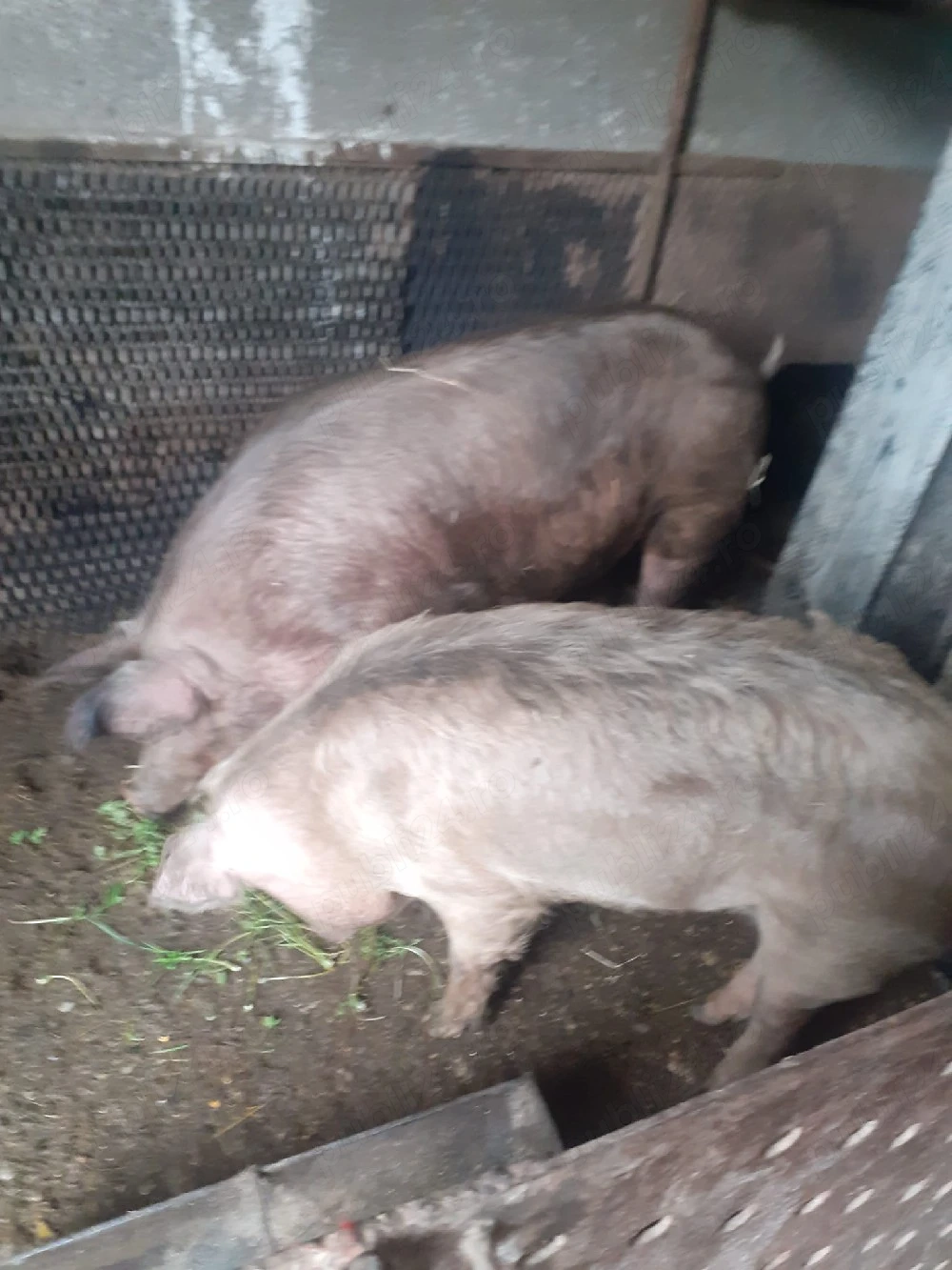 Vand porci 