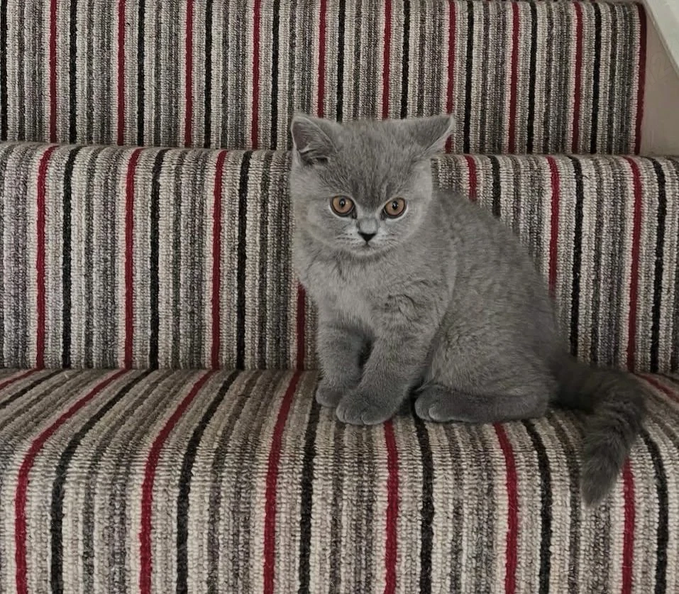 British Shorthair Blue 