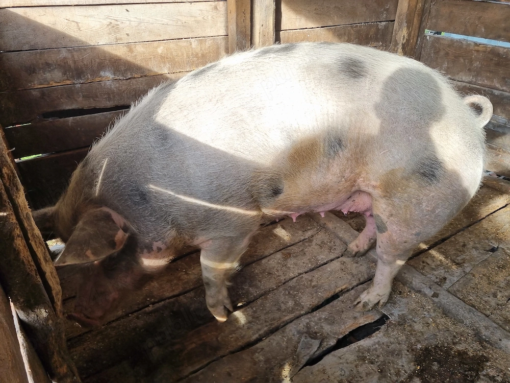 De vânzarea,preț fix 2500 lei,350kg 