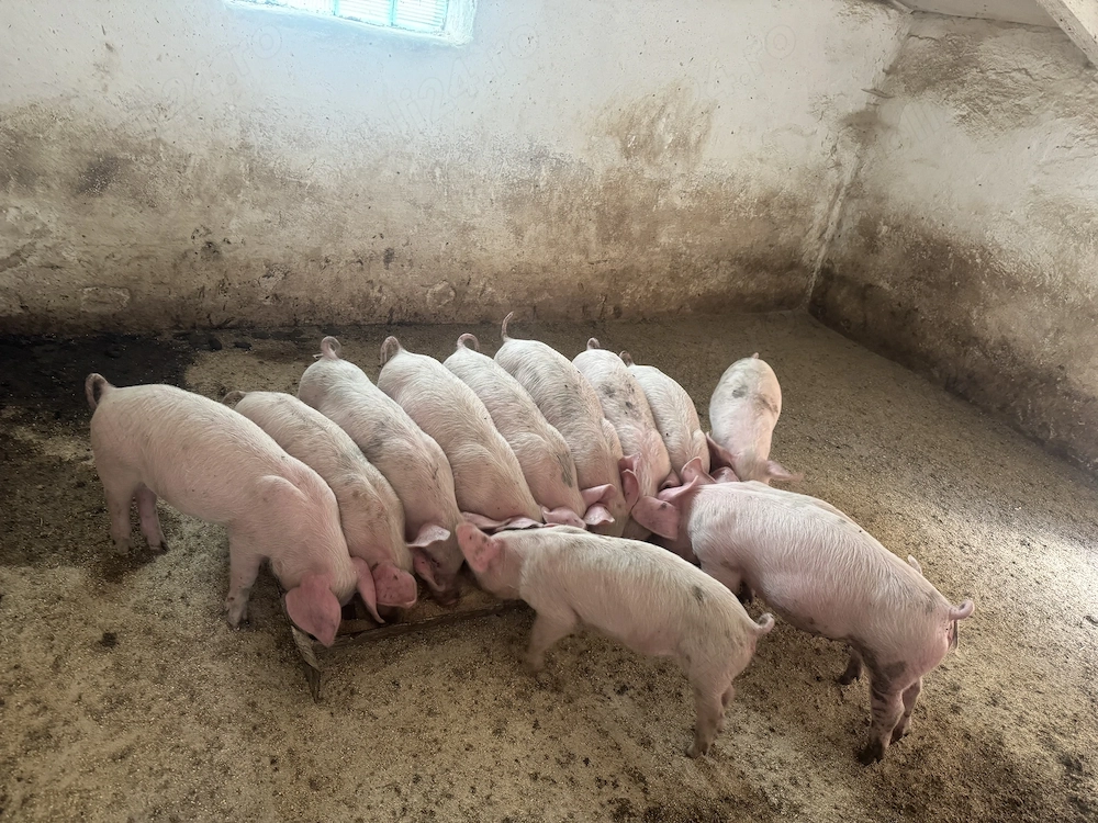 Disponibili purcei  
