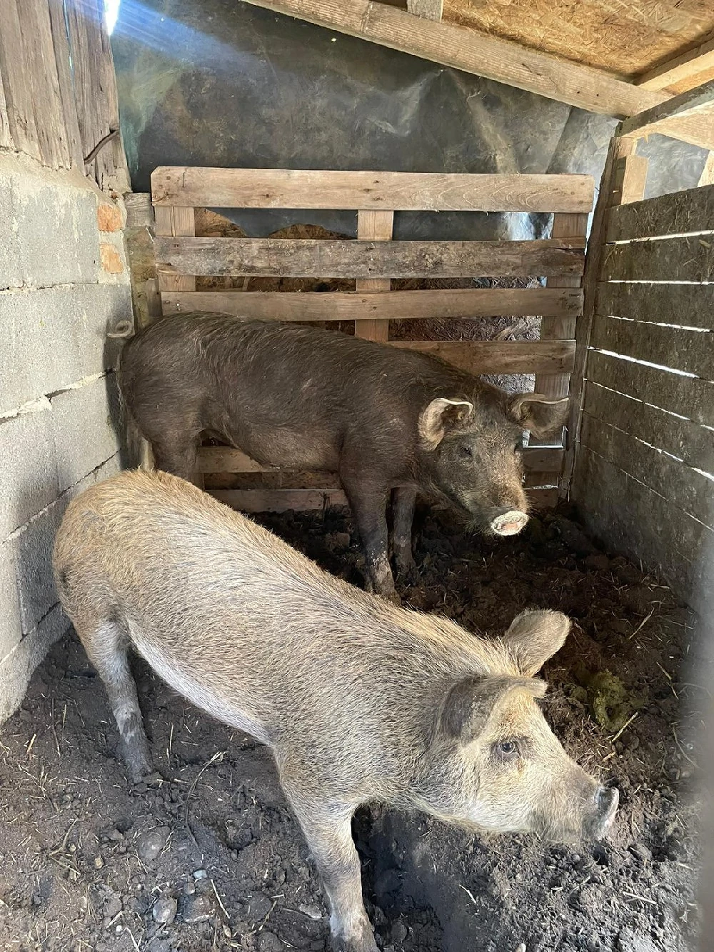 porci castrați(marele alb cu bazna)