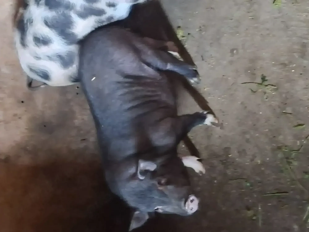 Porc.vier virnamez