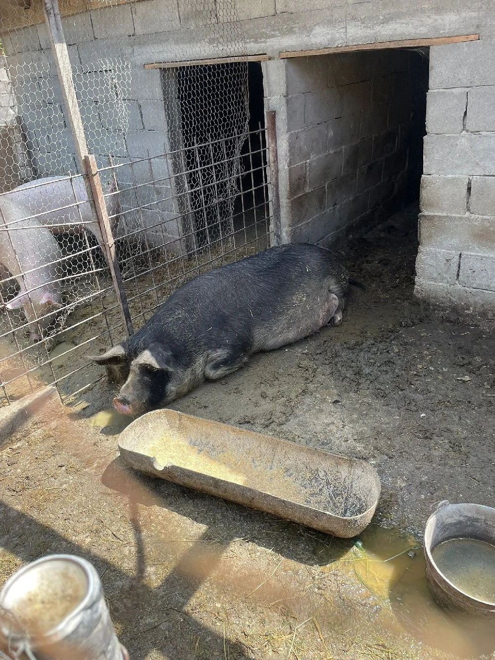 purcea gestantă