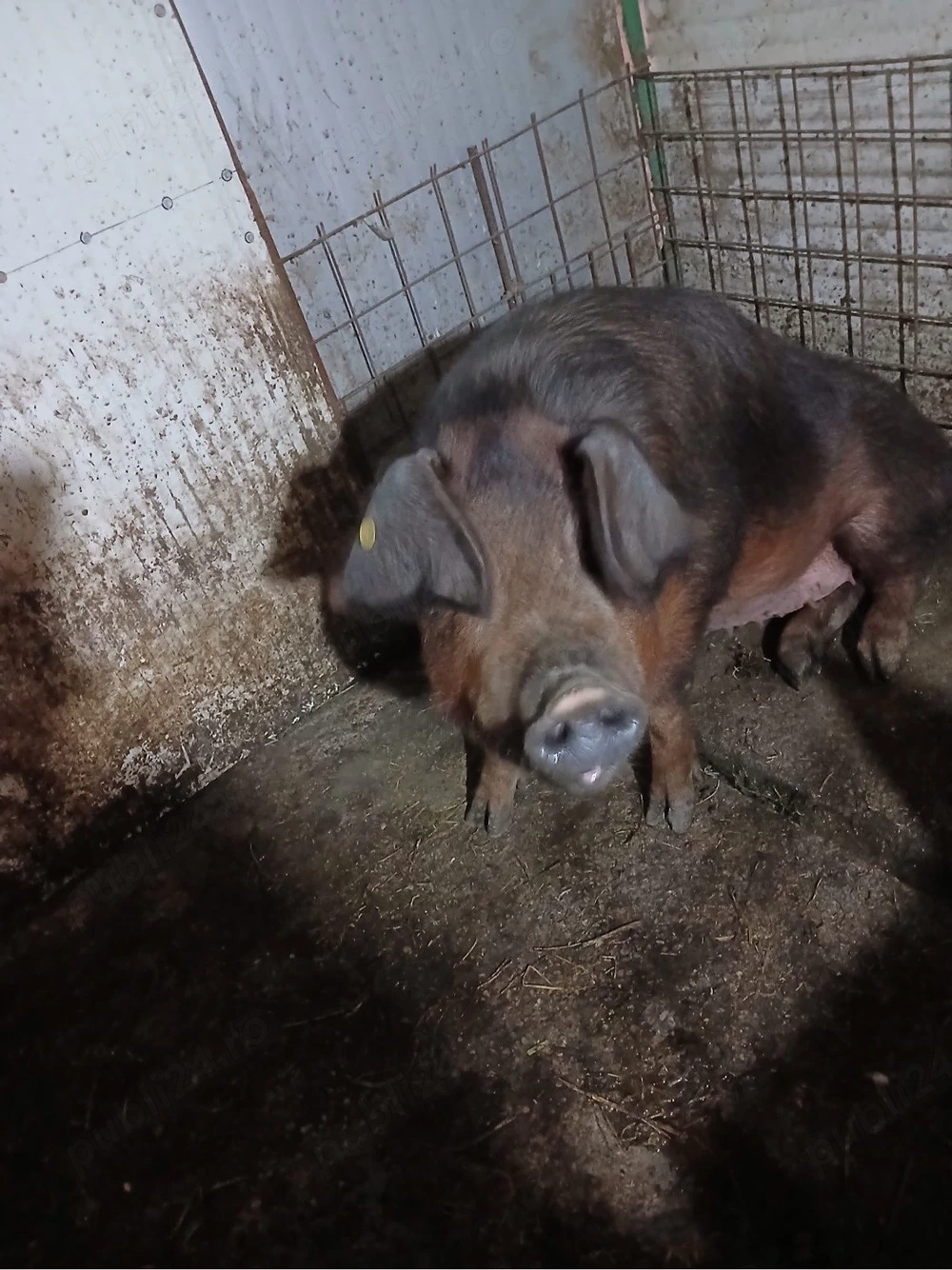 Scroafă duroc