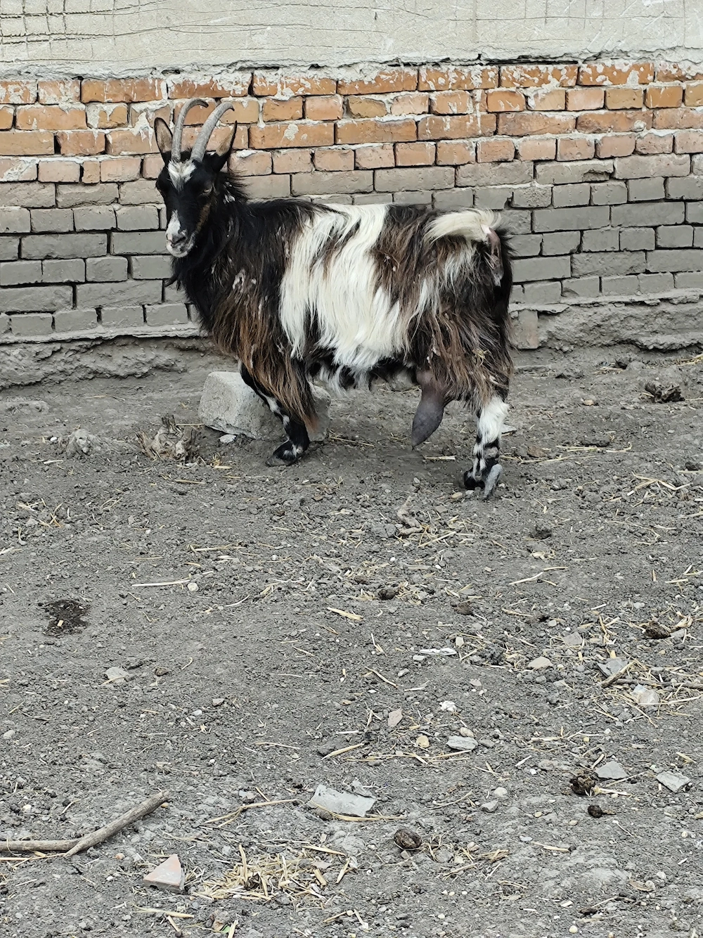 Vând animale, capră cu lapte, țap, scroafă cocoși 