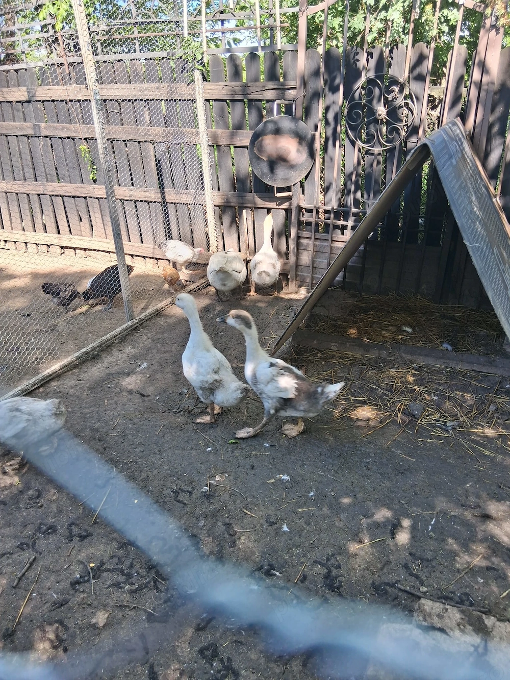 Gâște Tinere de Curte   Crescute Natural