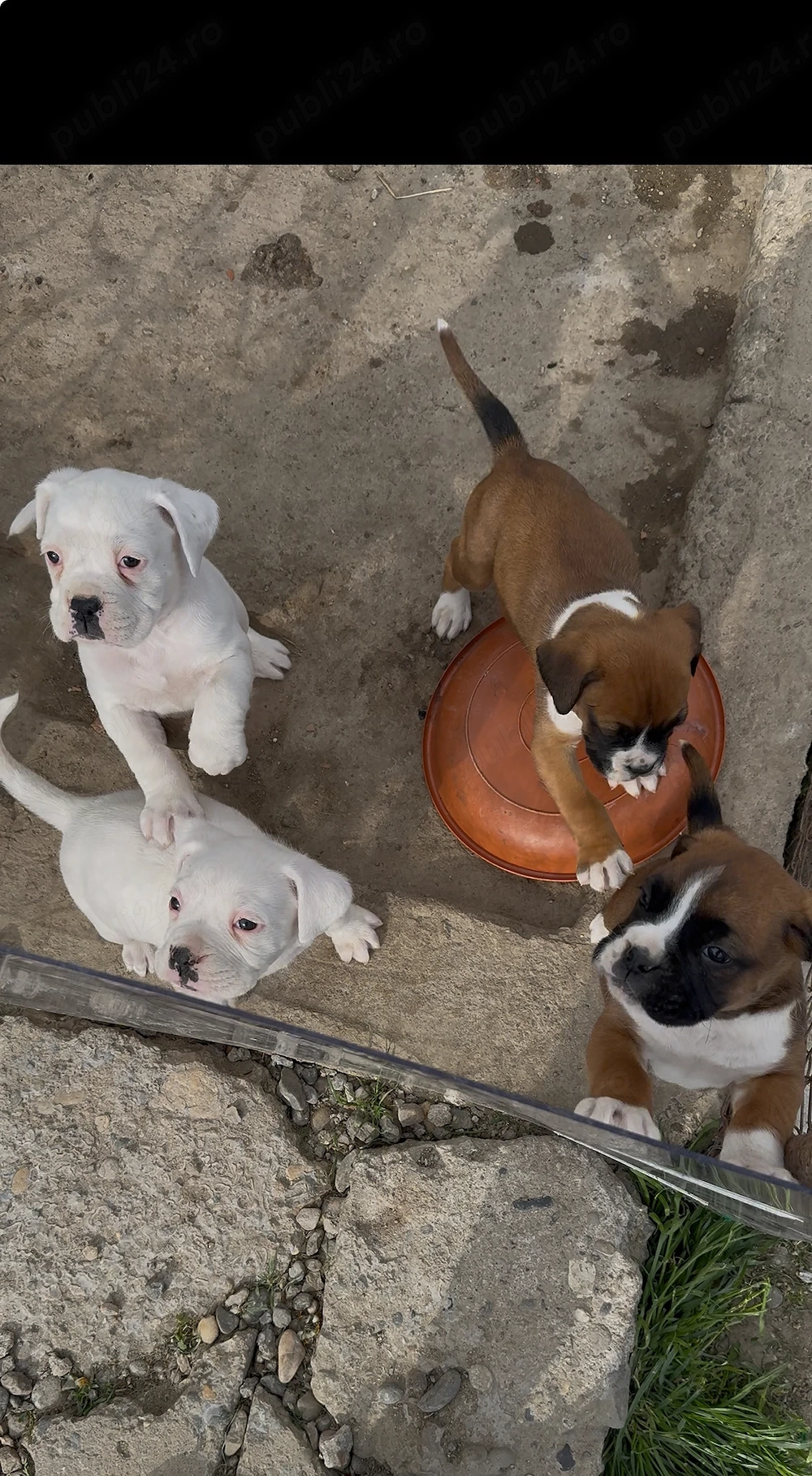 Pui boxer femela 