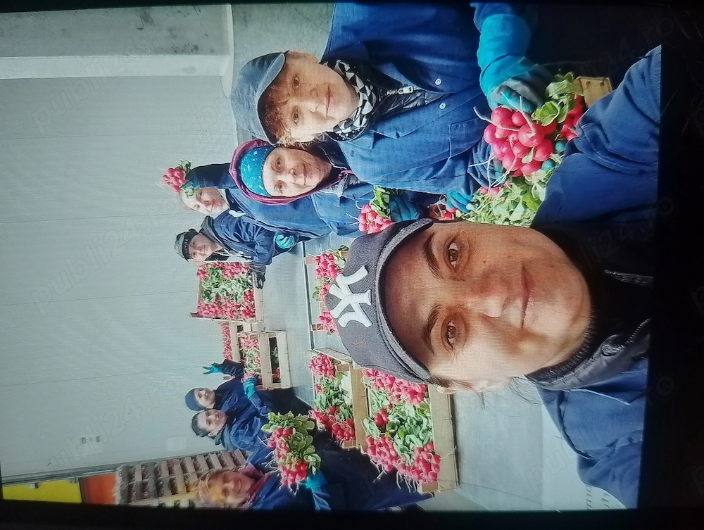Angajam  in hala la sortat ridichii 