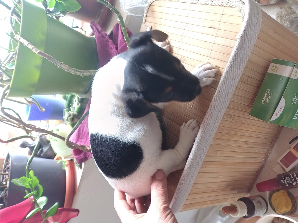 Jack Russell terrier vaccinați par scurt puri din părinți italia