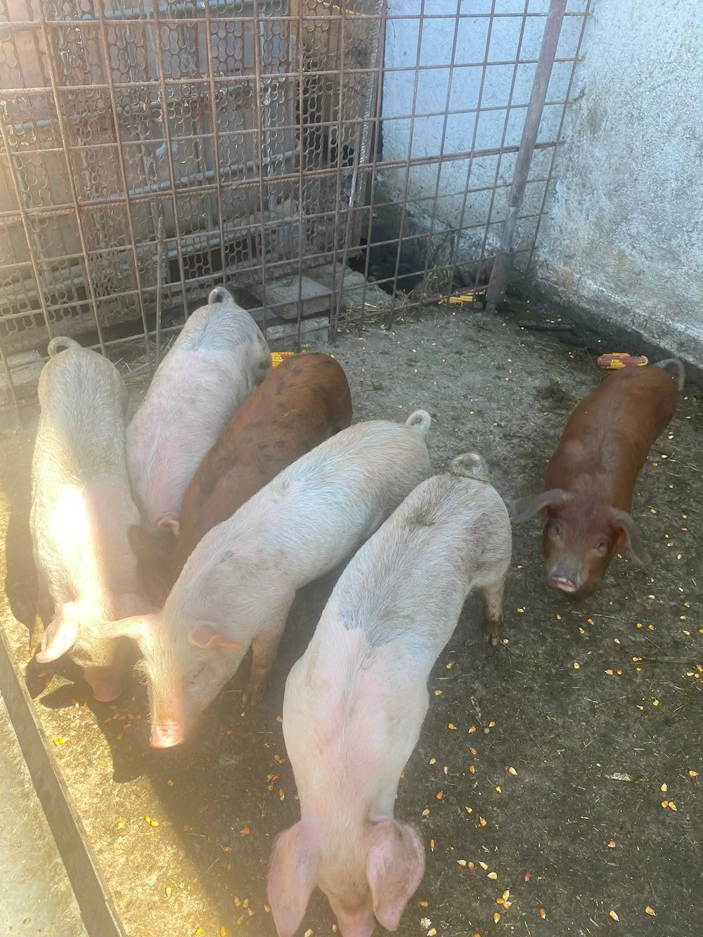 Purcei de Vanzare