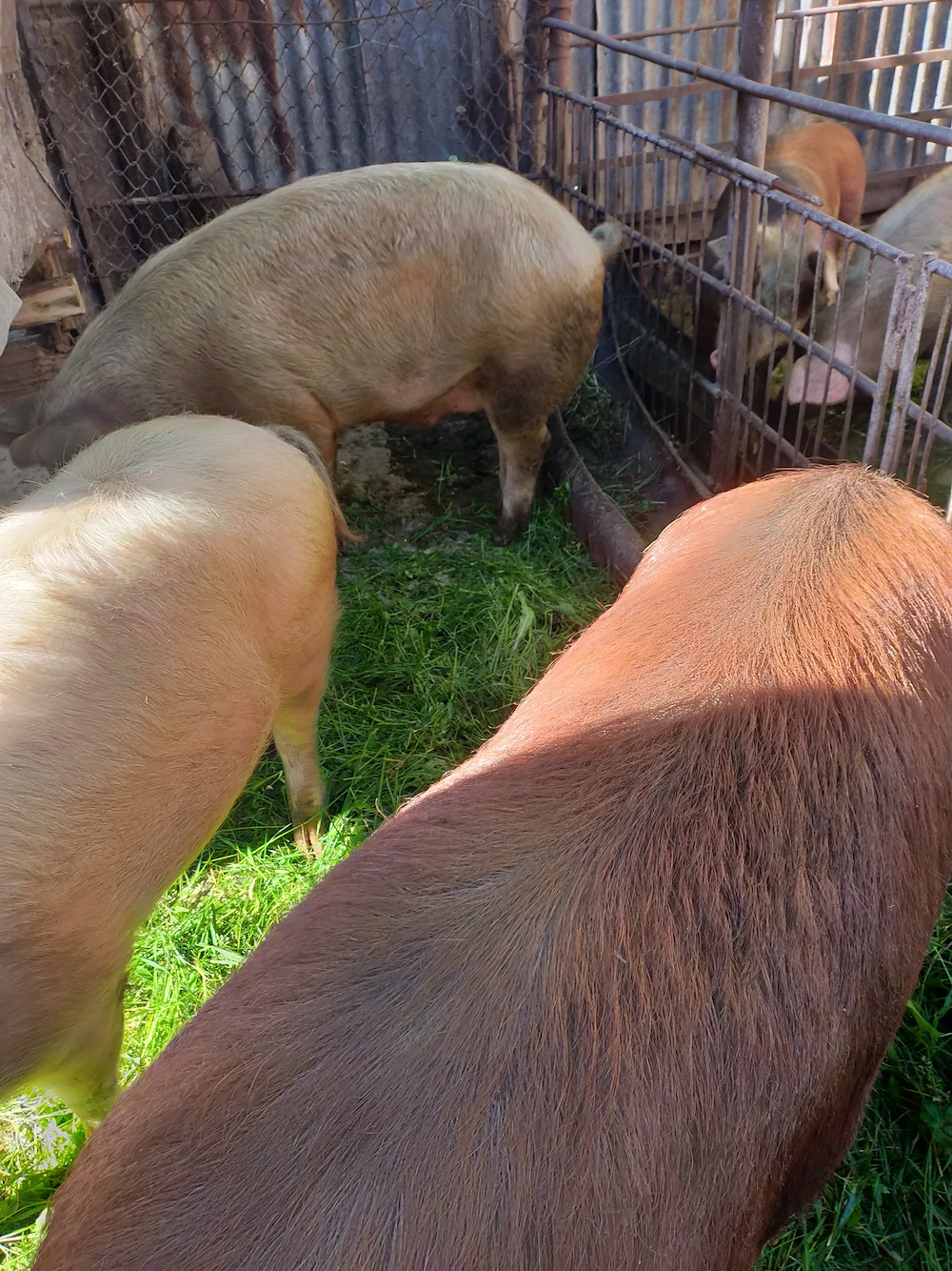 Porci de vanzare