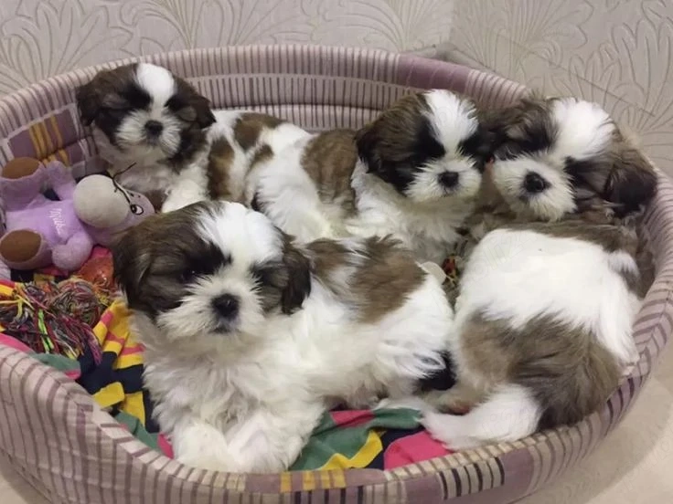 Puiuti Shih tzu superbi, talie mica