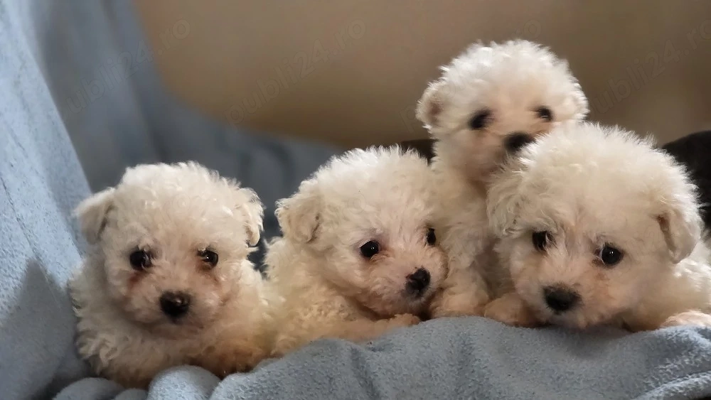 vand cetei bichon maltez
