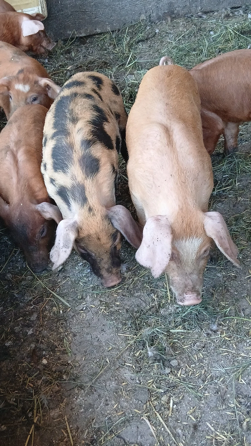 Vind purcei duroc de 2 lunii 450 bucata