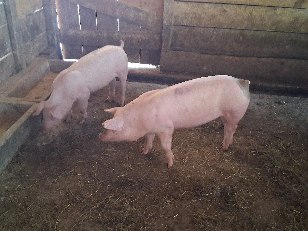 vând 2 soldani de carne  40-45  kg (mascul castraţi)