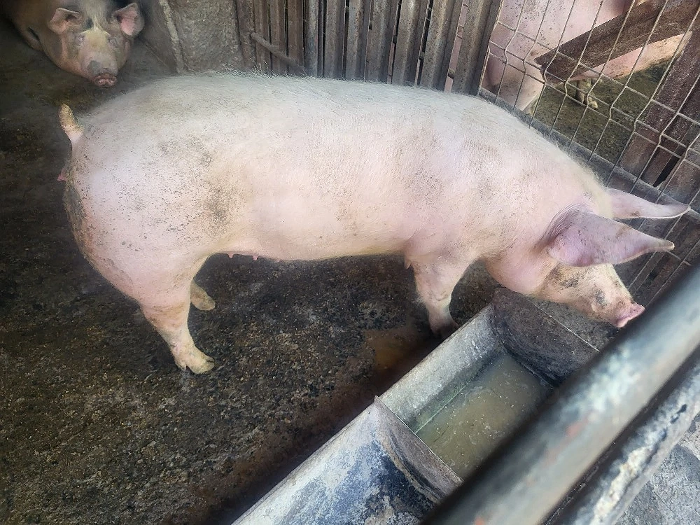 vand porc,,purcica de prasila scroafa
