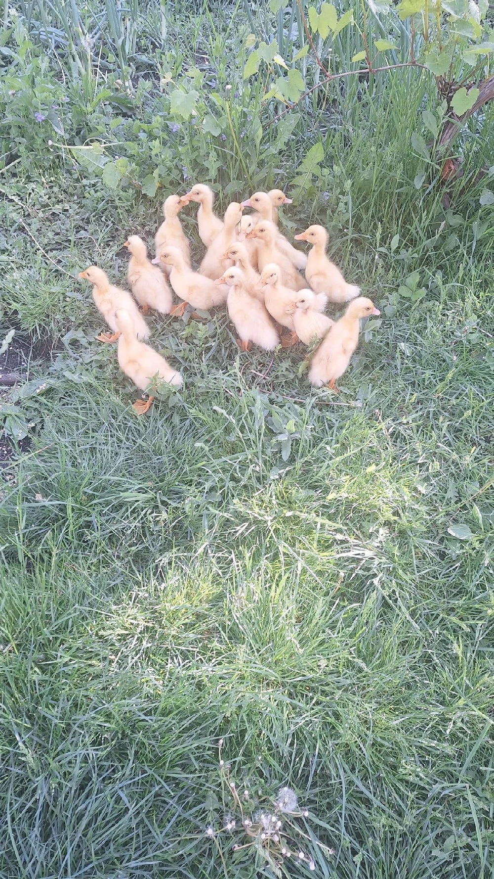 Vand rățuște 
