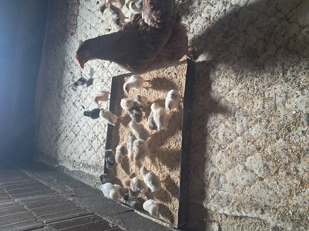 Vand pui de 2 săptămâni 