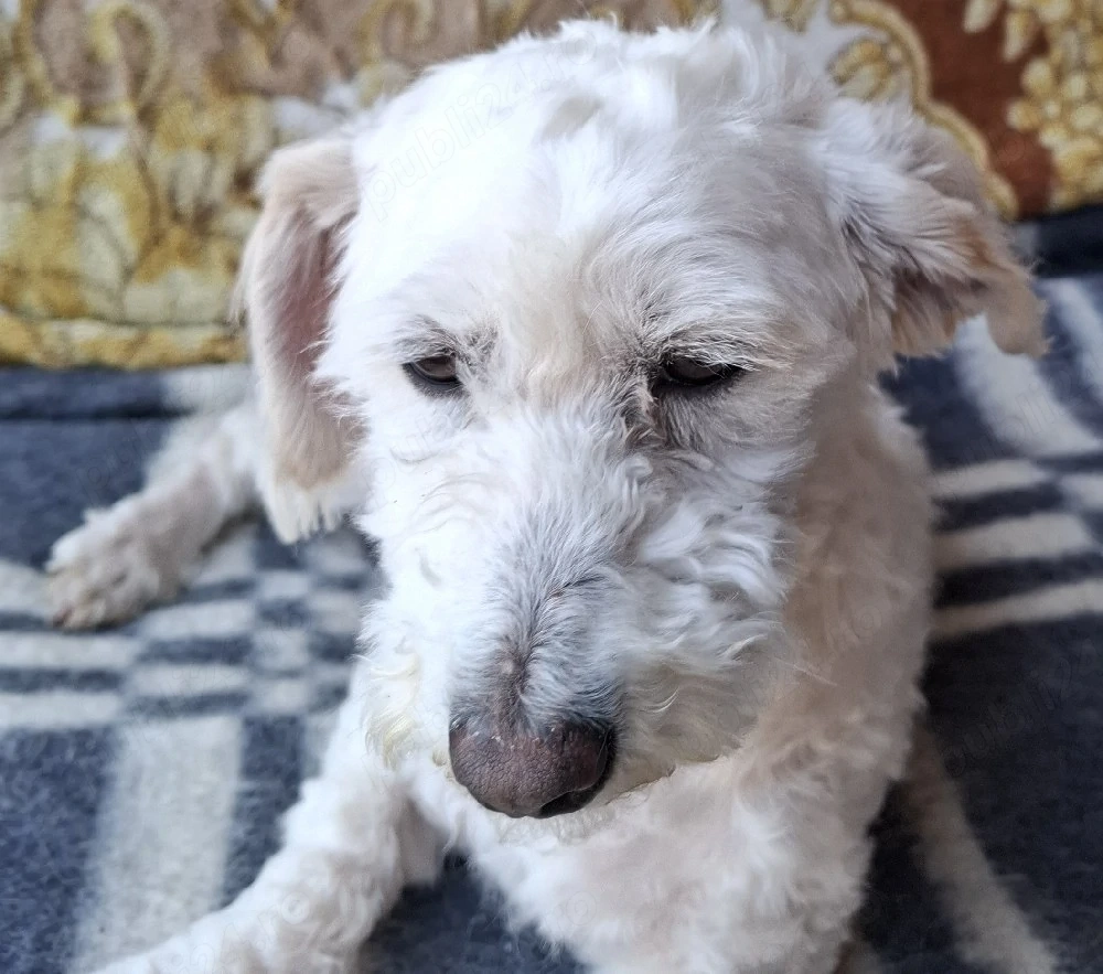Bichon mascul