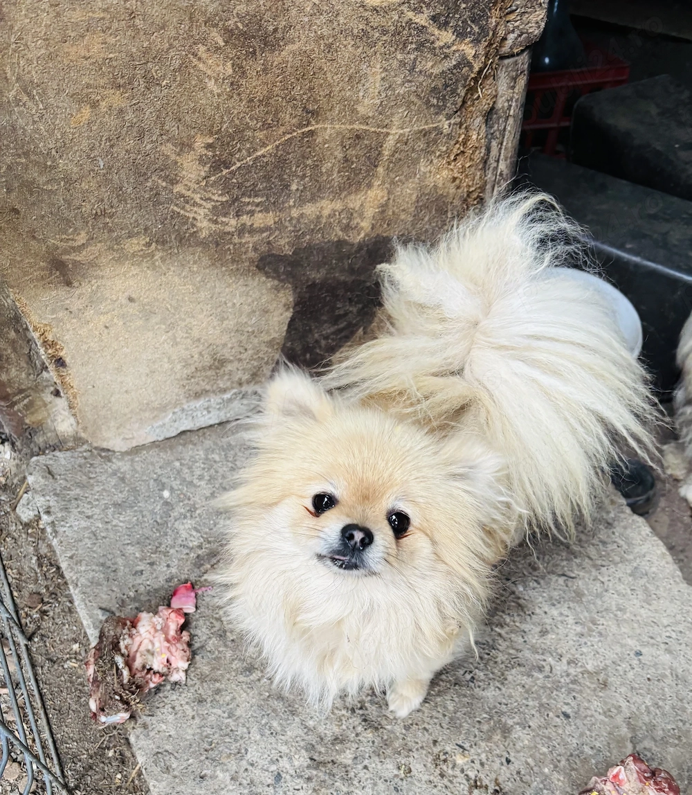 Femela Pomeranian 