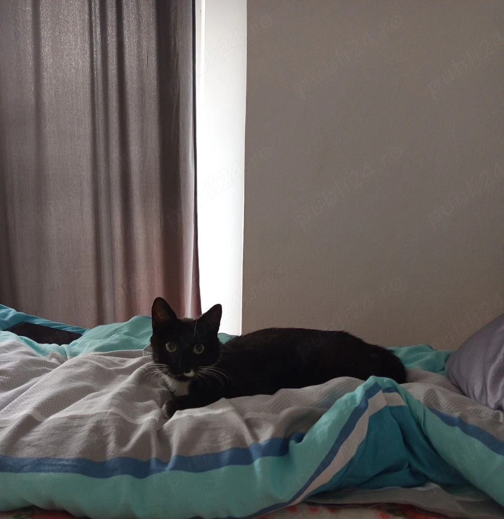 urgent adoptie pisica