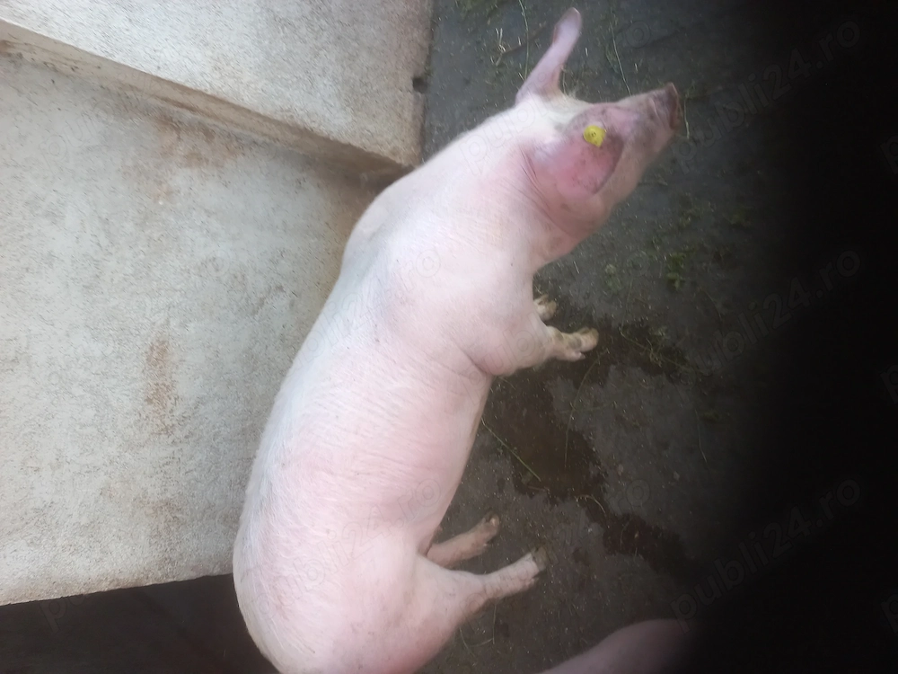 Femelă Landras,80,90 kg.