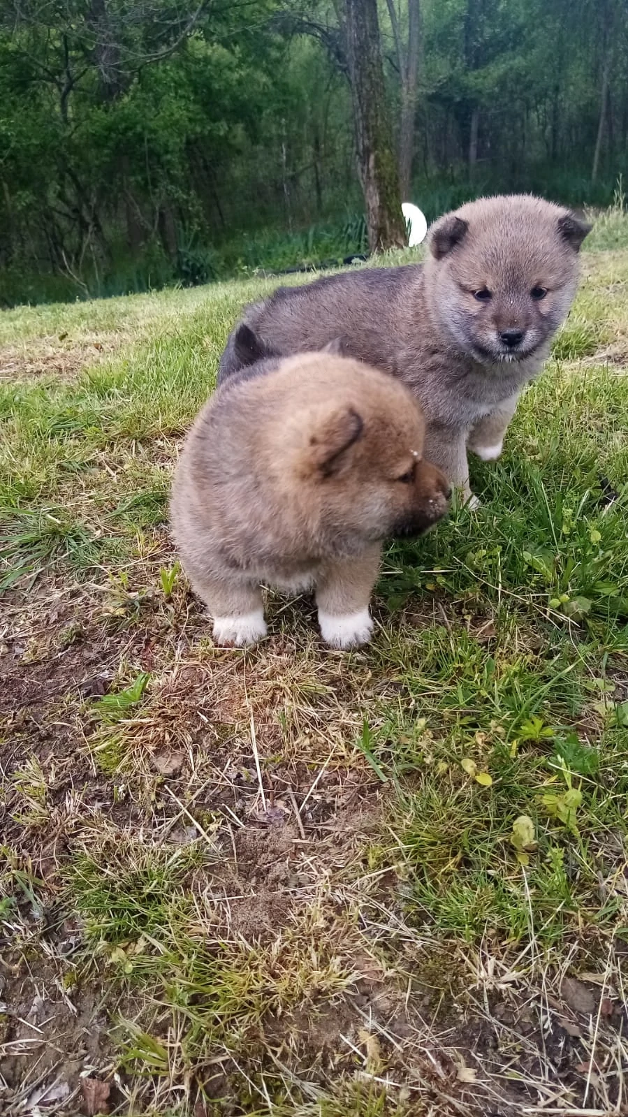 Căței shiba inu 