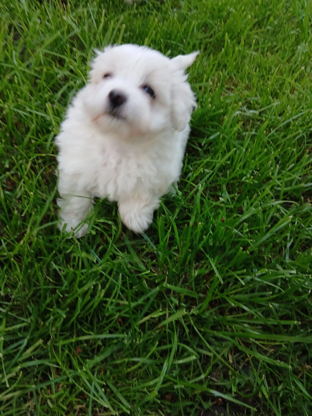 Vând bichon maltez