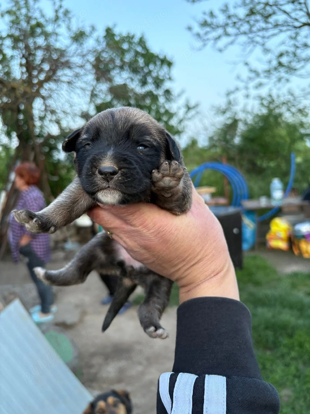 pt adopitie puii de amstaff cu lup