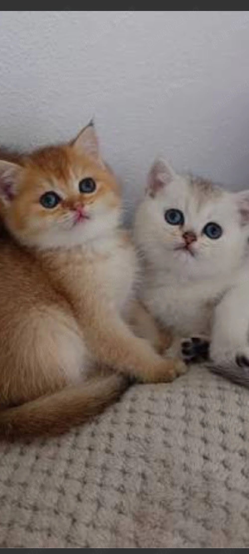 British Shorthair chinchila golden!!!